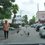 Roosters roam freely in Key West. (Gothamist)